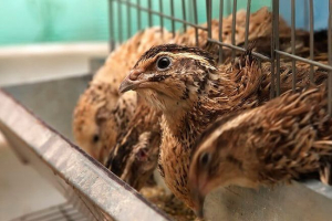 Як розмножити і піклуватися про перепелів: поради початківців Як розмножити і піклуватися про перепелів: поради початківців